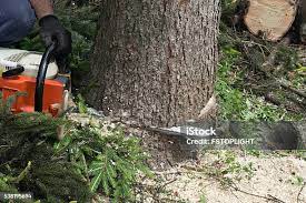 Professional Tree Care in Elmont, NY